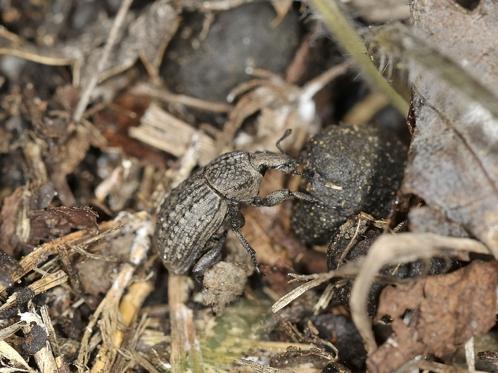 Curculionide da identificare - Minyops cf. variolosus